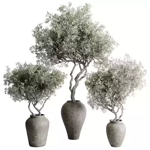 Olive Trees - Indoor plant set 488 concrete dirty vase