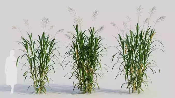 Miscanthus floridulus a