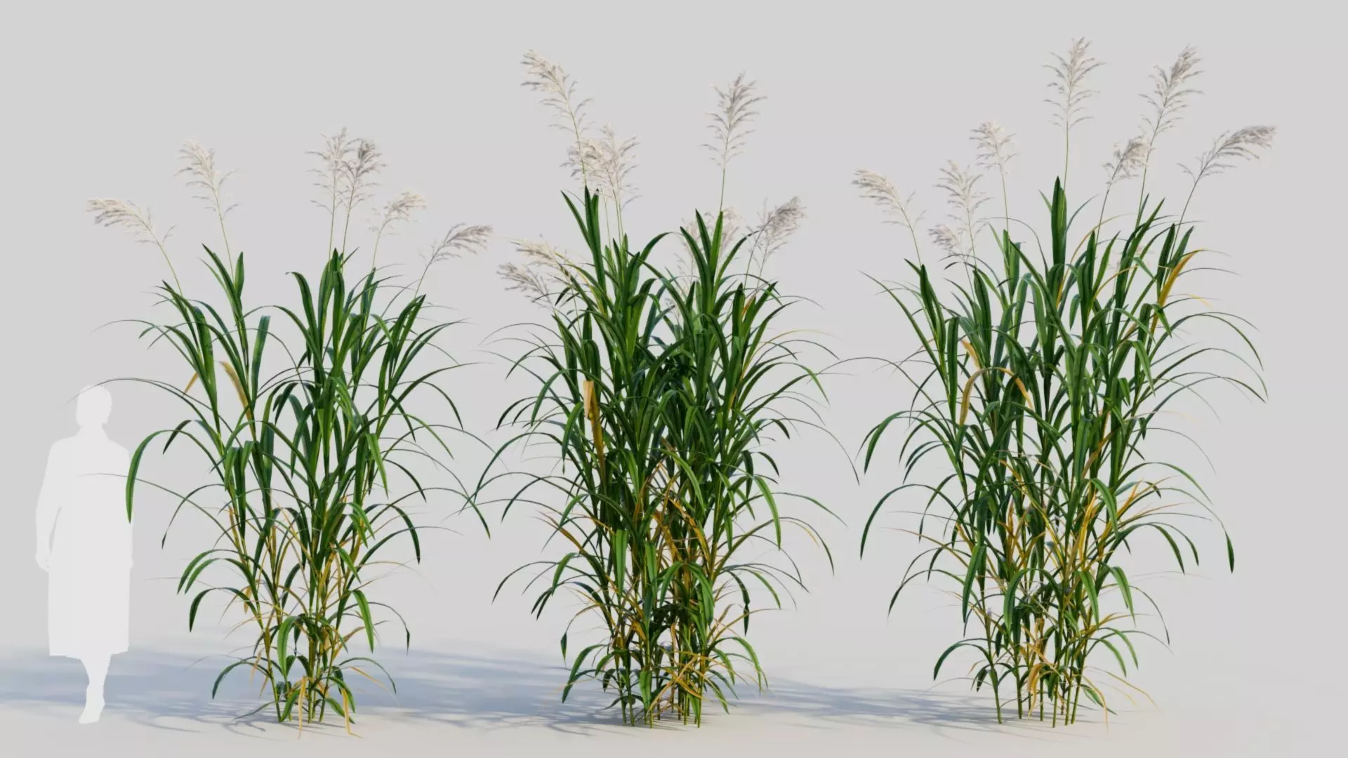 Miscanthus floridulus a 3D model
