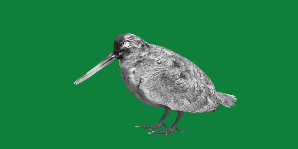 Woodcock Wading Bird Low-poly 3D model_31
