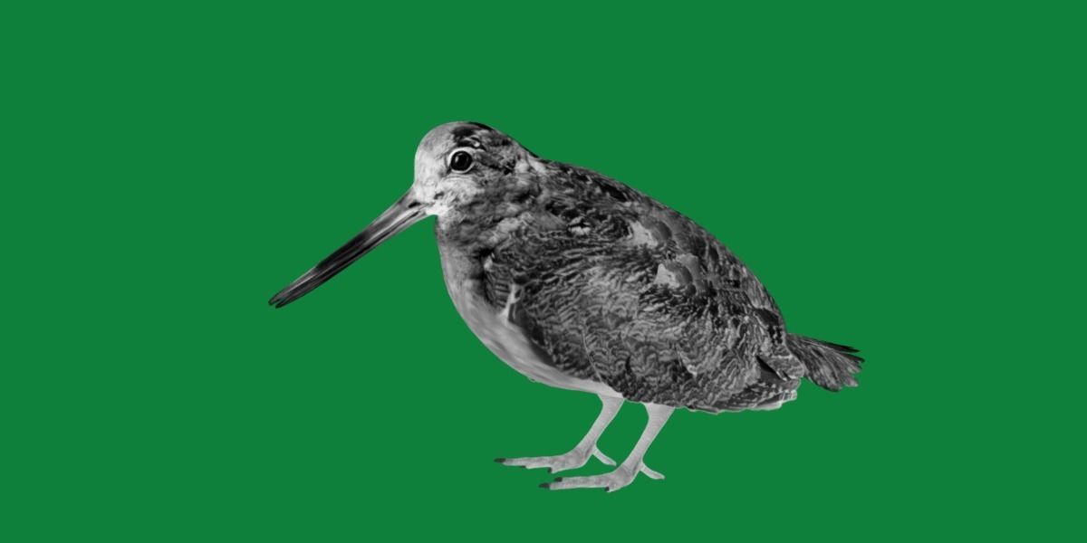 Woodcock Wading Bird Low-poly 3D model_12