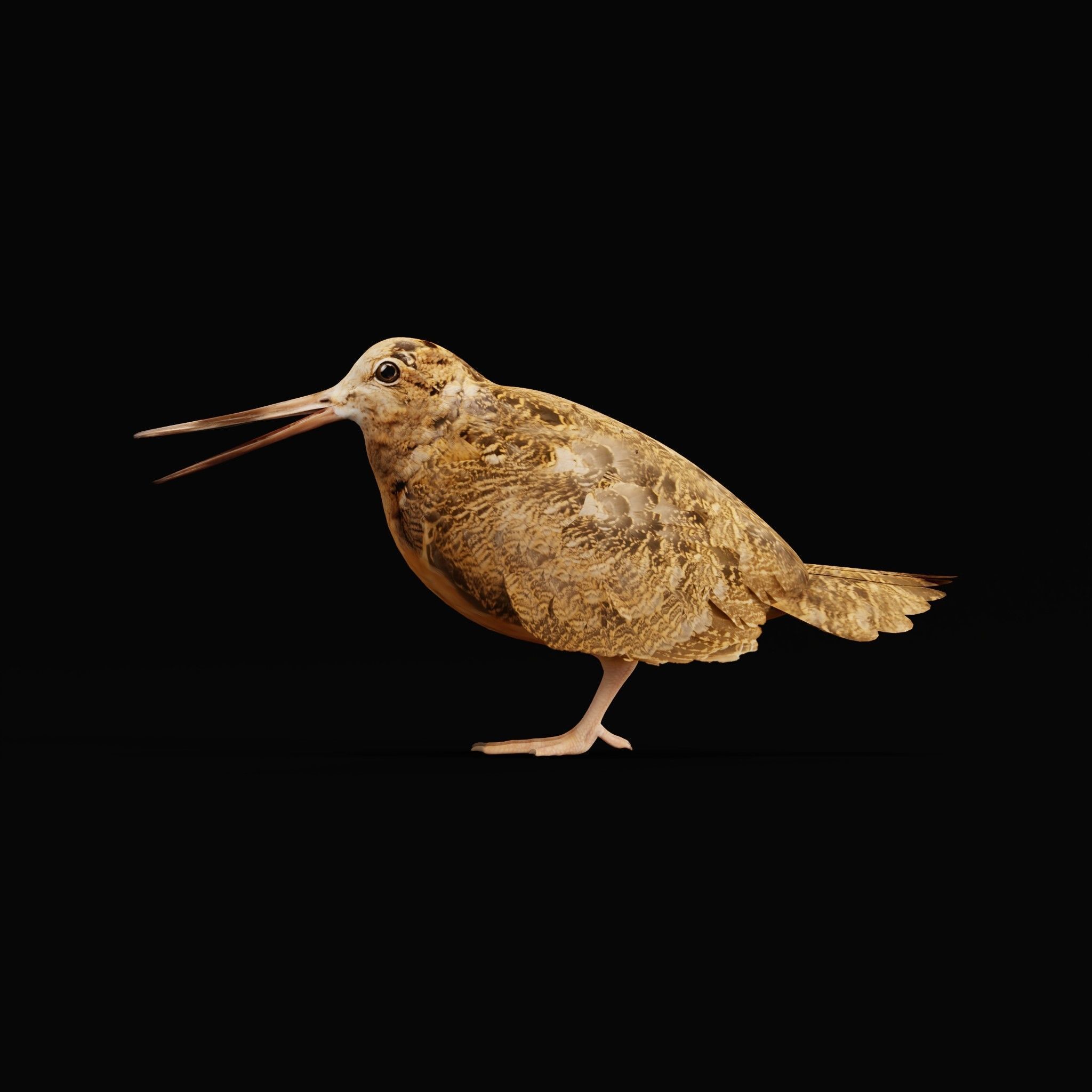 Woodcock Wading Bird Low-poly 3D model_9