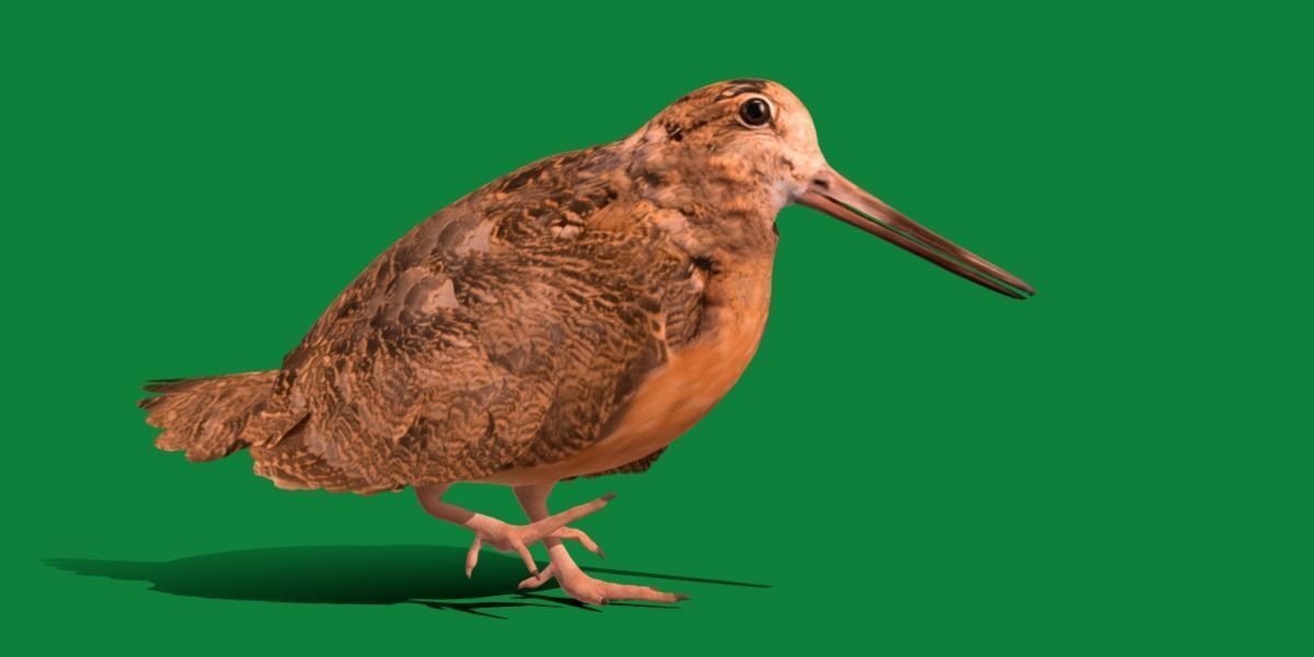 Woodcock Wading Bird Low-poly 3D model_11