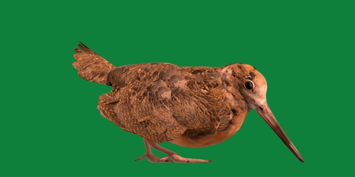 Woodcock Wading Bird Low-poly 3D model_22