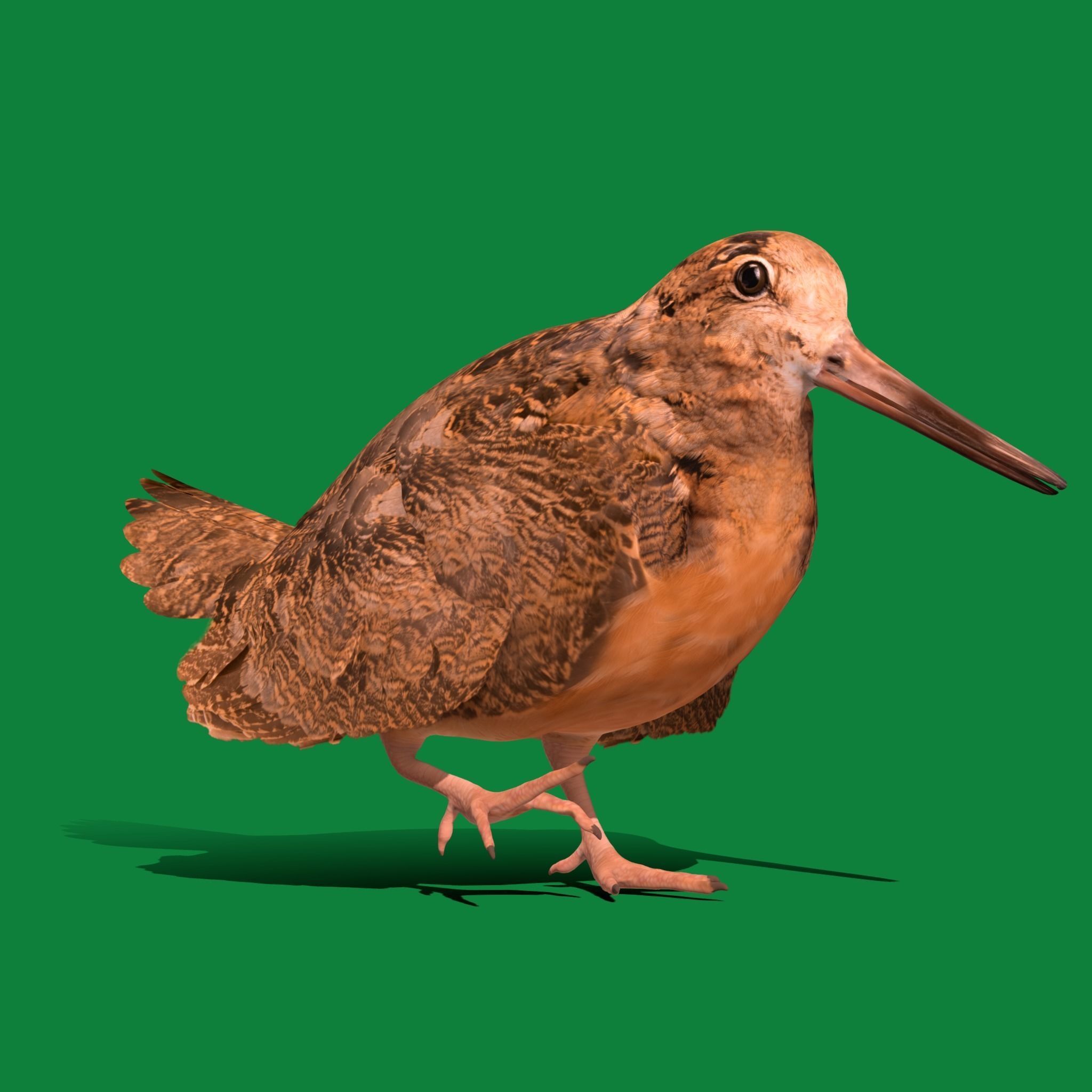 Woodcock Wading Bird Low-poly 3D model_24