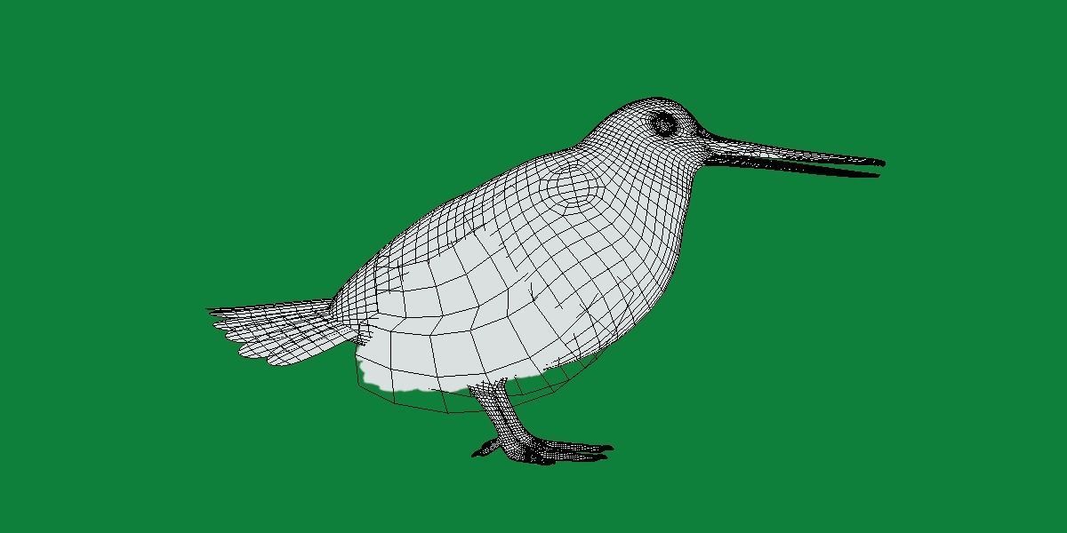 Woodcock Wading Bird Low-poly 3D model_16