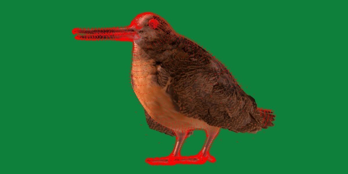 Woodcock Wading Bird Low-poly 3D model_18