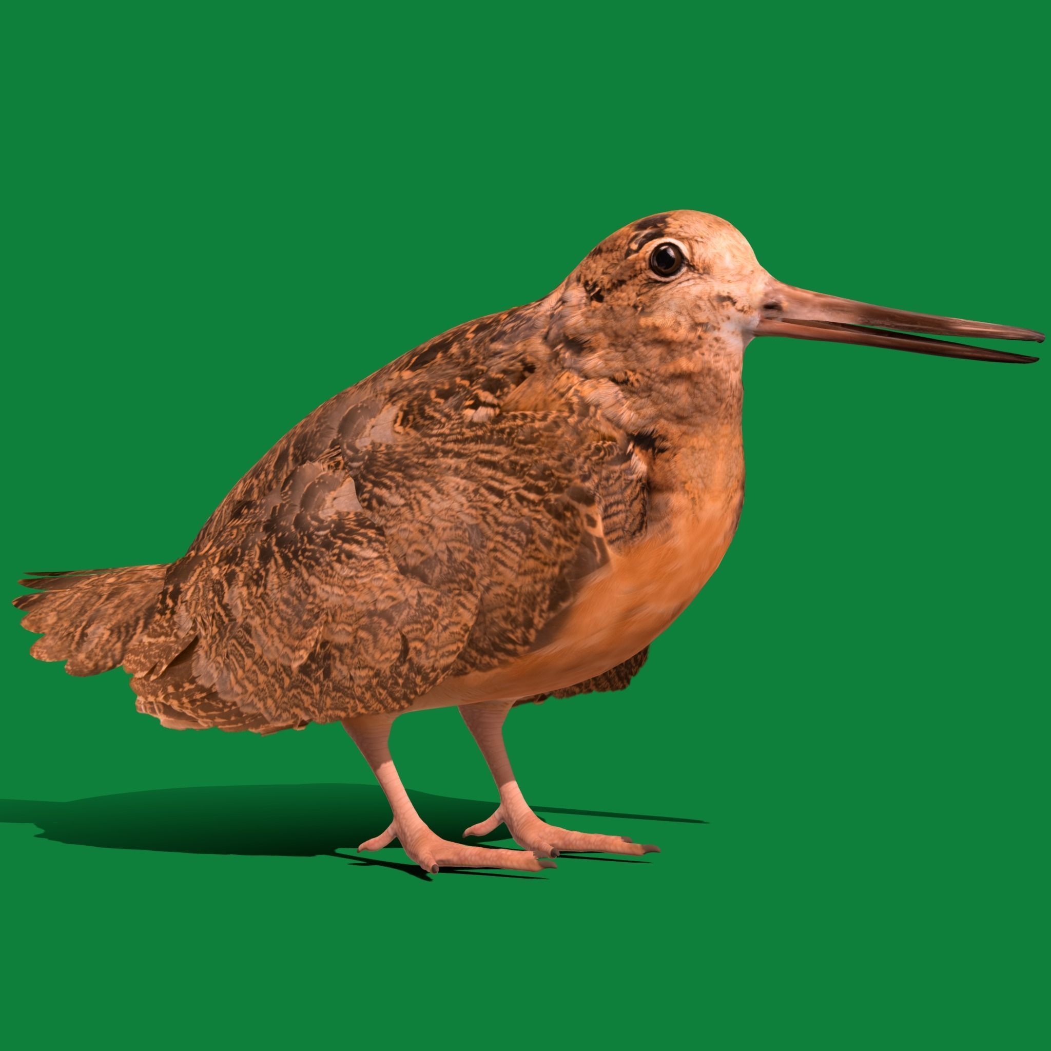 Woodcock Wading Bird Low-poly 3D model_23