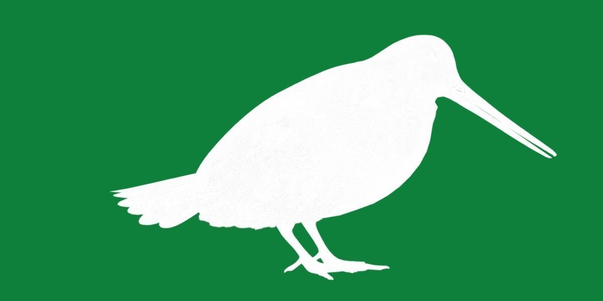 Woodcock Wading Bird Low-poly 3D model_29