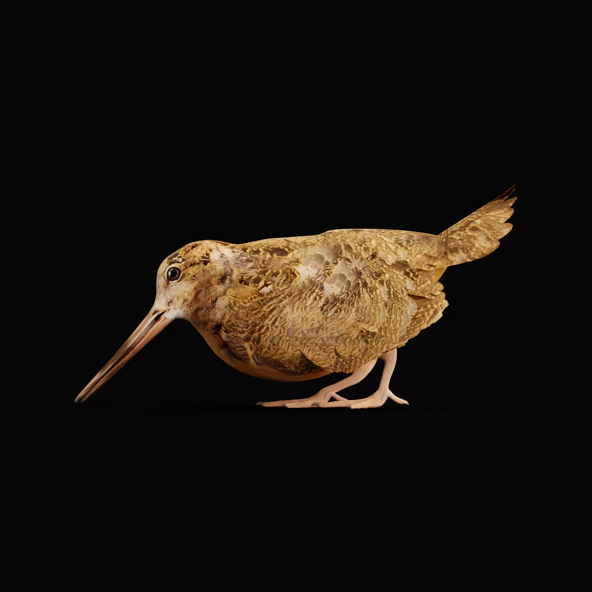 Woodcock Wading Bird Low-poly 3D model_0