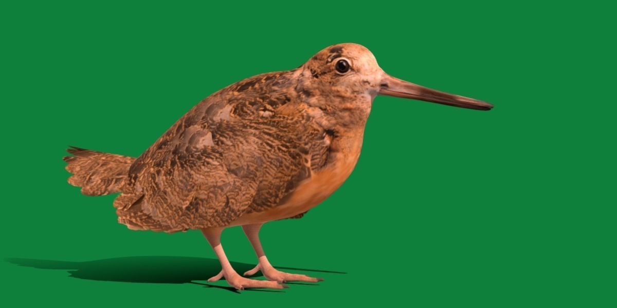 Woodcock Wading Bird Low-poly 3D model_32