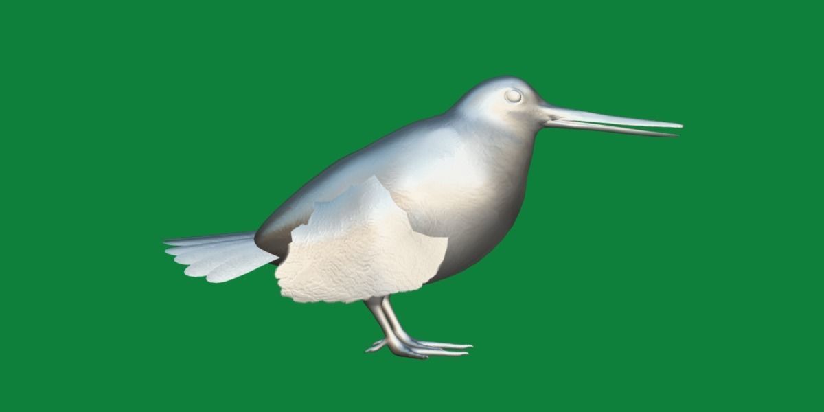 Woodcock Wading Bird Low-poly 3D model_15