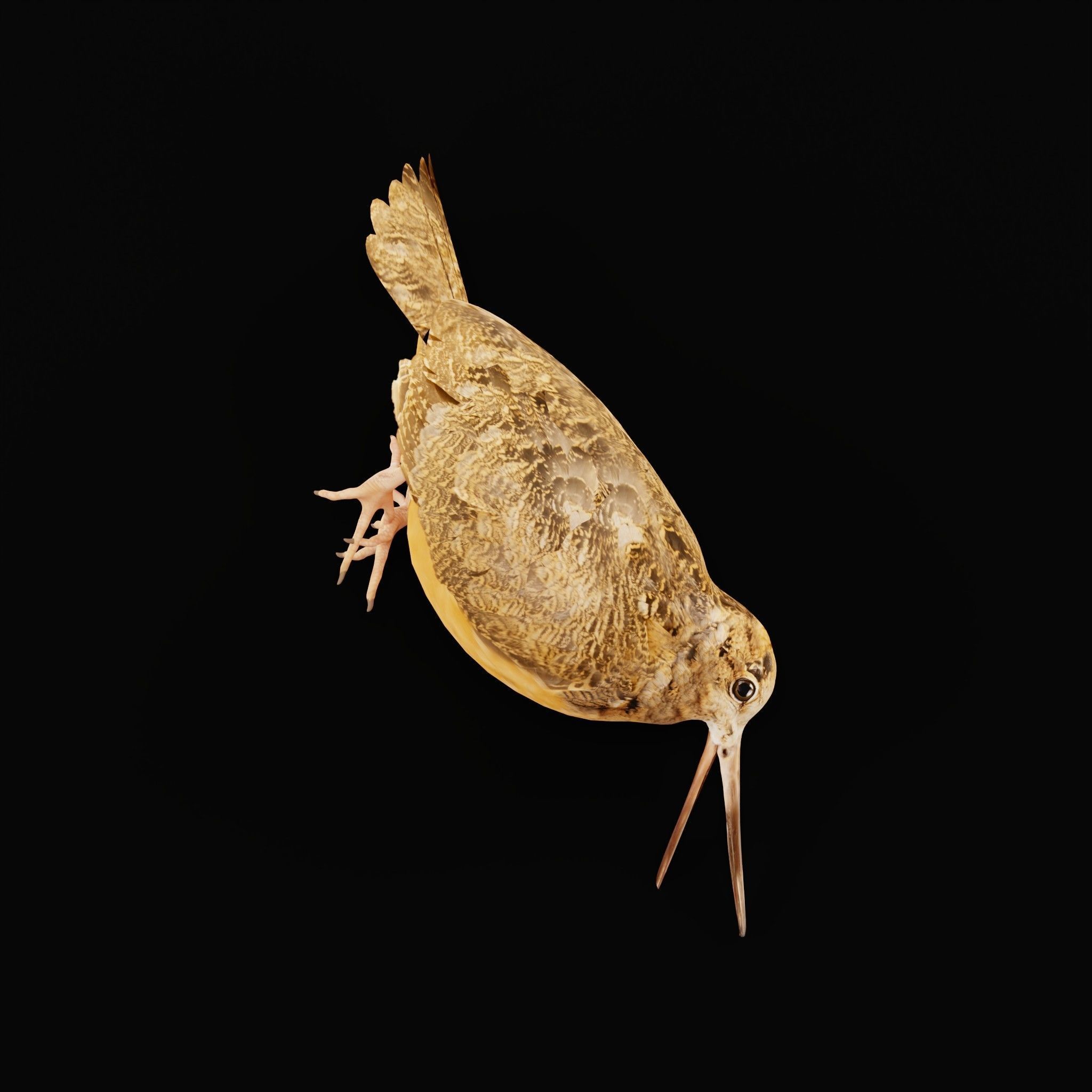 Woodcock Wading Bird Low-poly 3D model_8