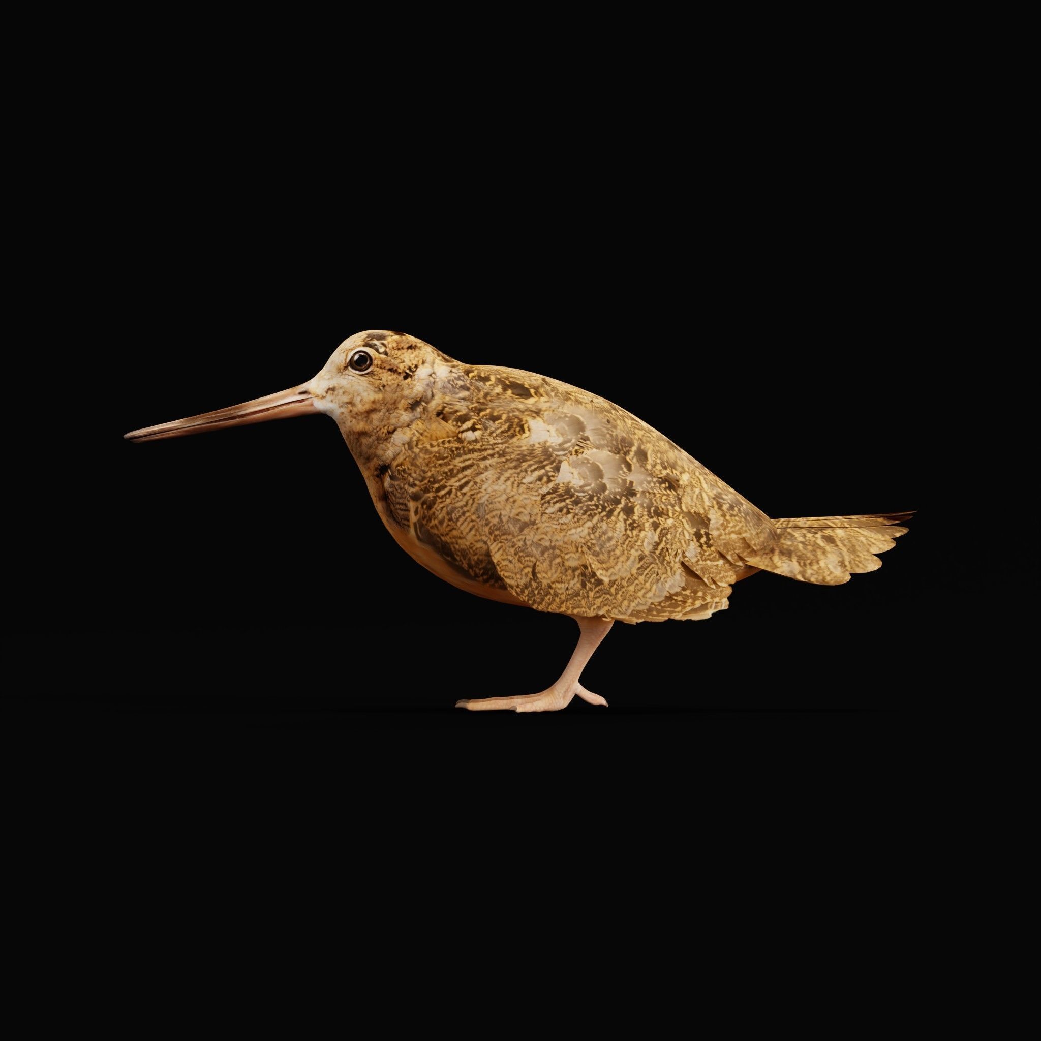 Woodcock Wading Bird Low-poly 3D model_5