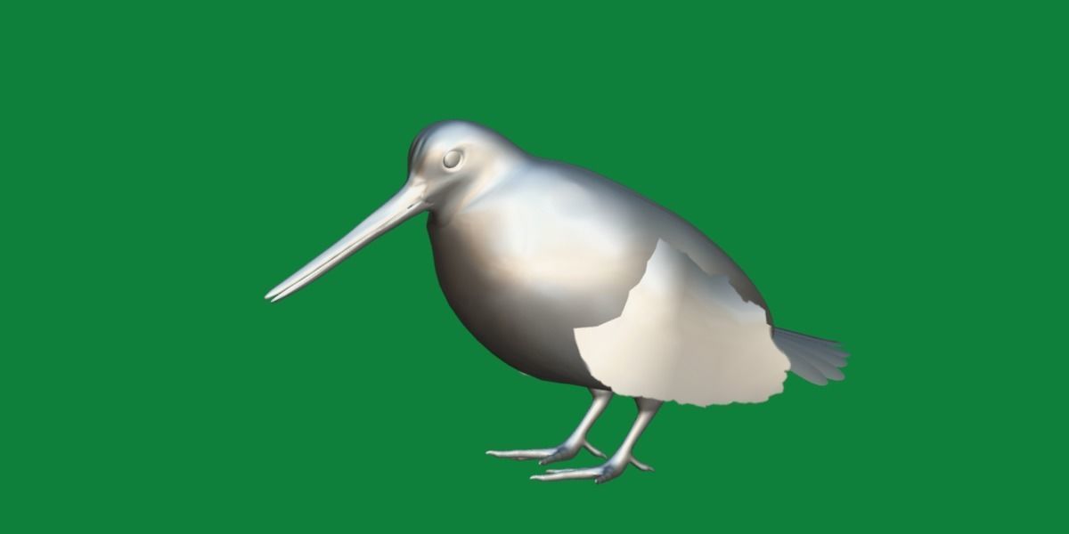 Woodcock Wading Bird Low-poly 3D model_13