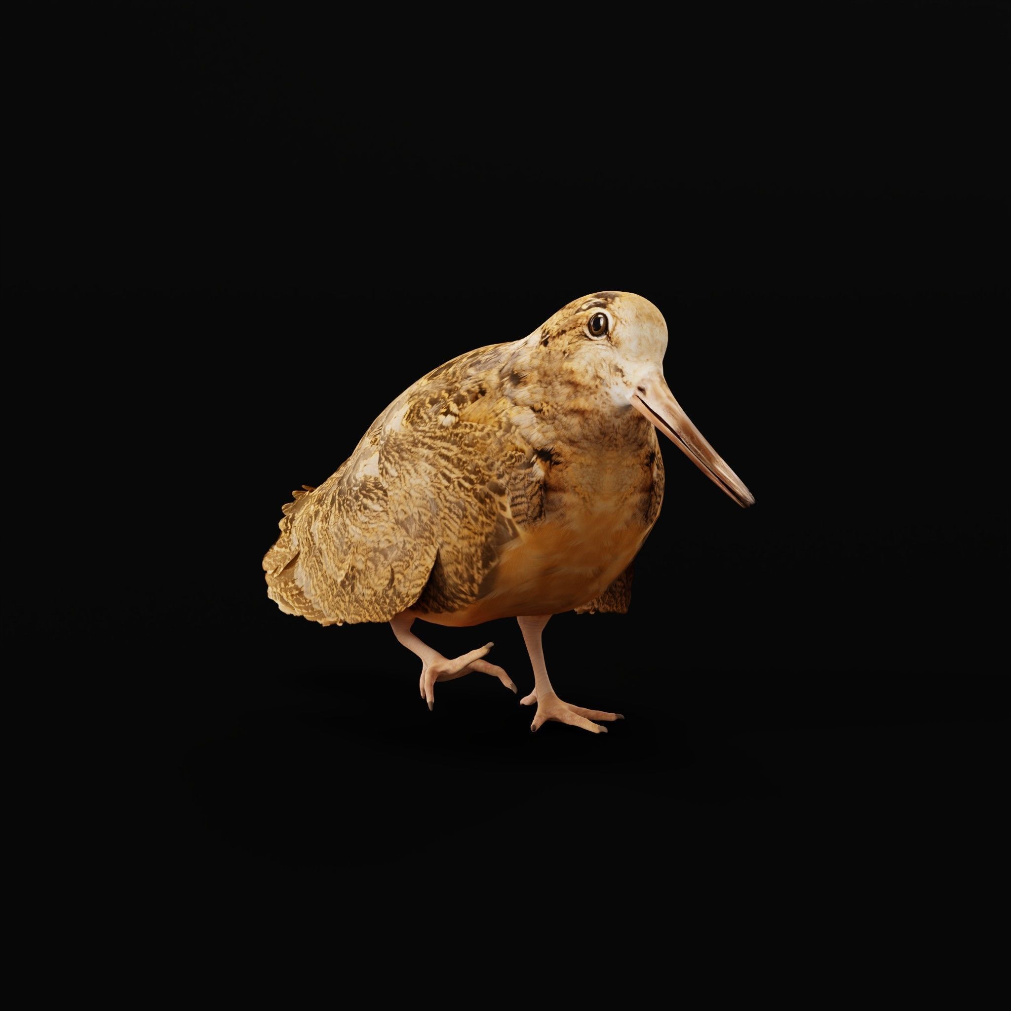 Woodcock Wading Bird Low-poly 3D model_7