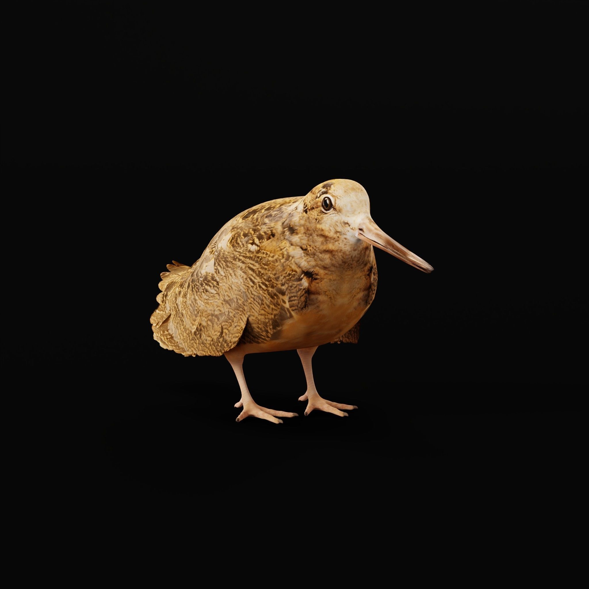 Woodcock Wading Bird Low-poly 3D model_3