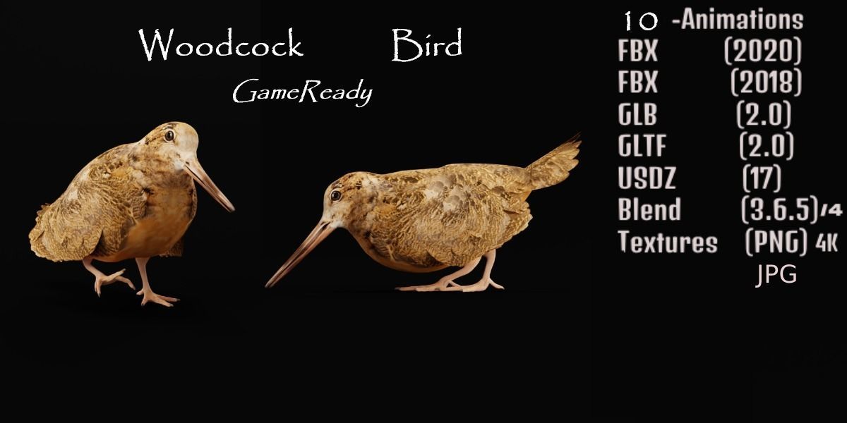 Woodcock Wading Bird Low-poly 3D model_2