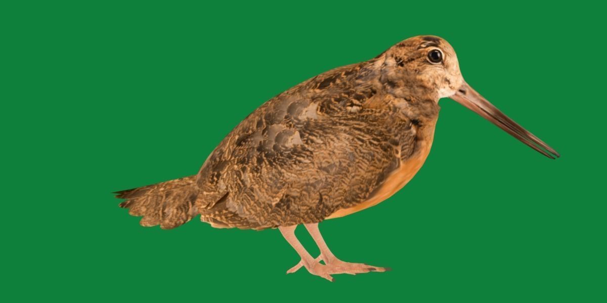 Woodcock Wading Bird Low-poly 3D model_28
