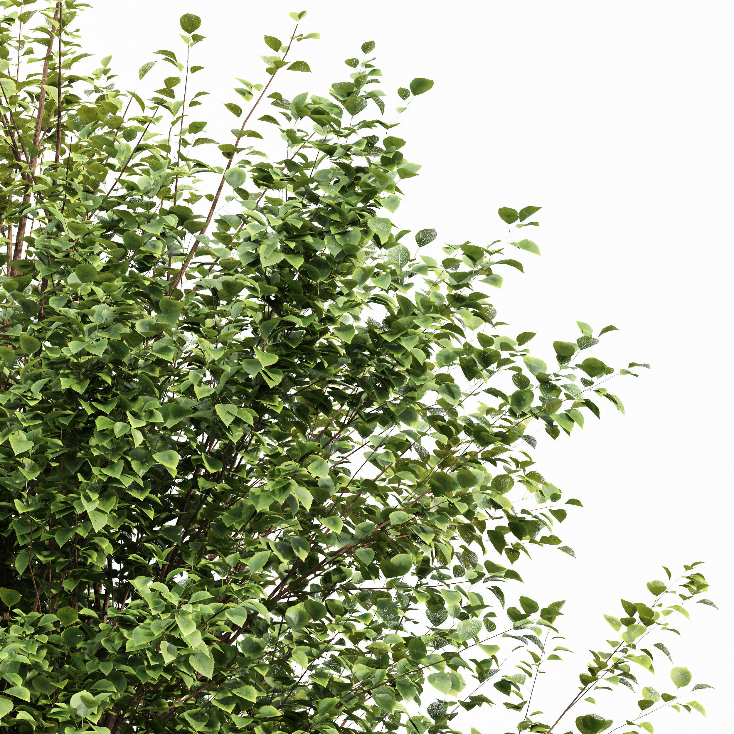 Black locust blossom and Canadian Poplar 3D model_4