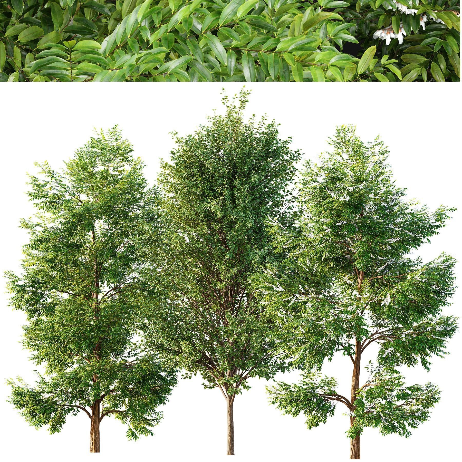 Black locust blossom and Canadian Poplar 3D model_1