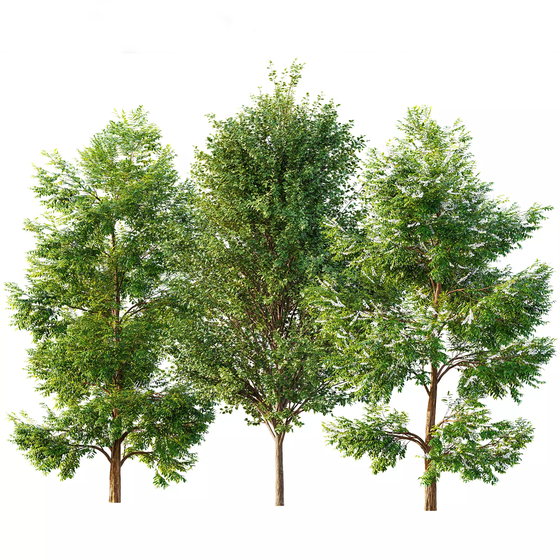 Black locust blossom and Canadian Poplar 3D model_0