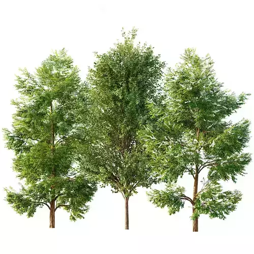 Black locust blossom and Canadian Poplar 3D model
