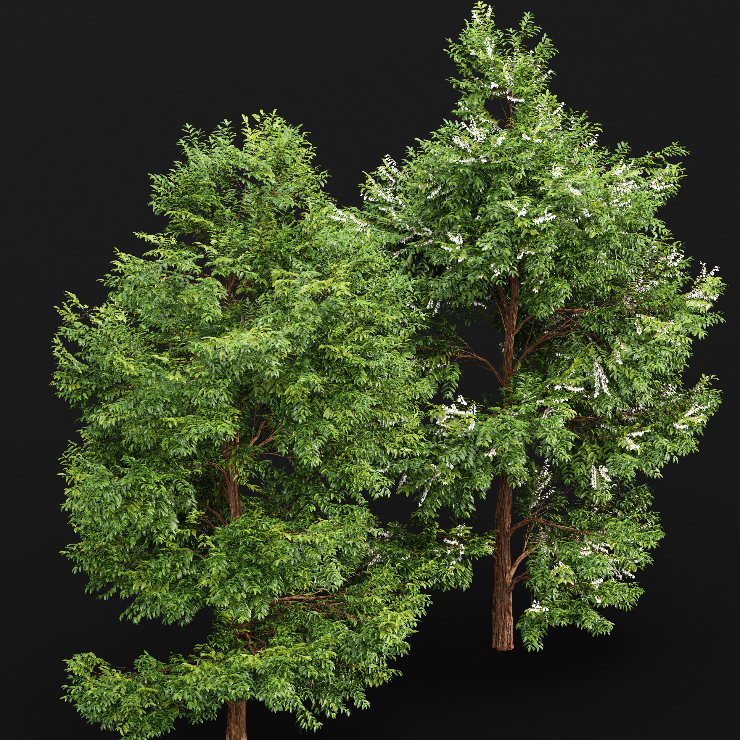 Black locust blossom and Canadian Poplar 3D model_5