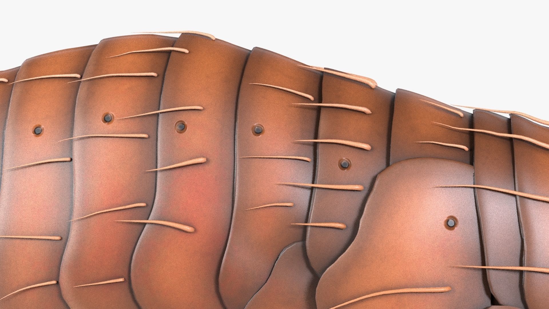 4K Textures Realistic Flea  Low-poly 3D model_12