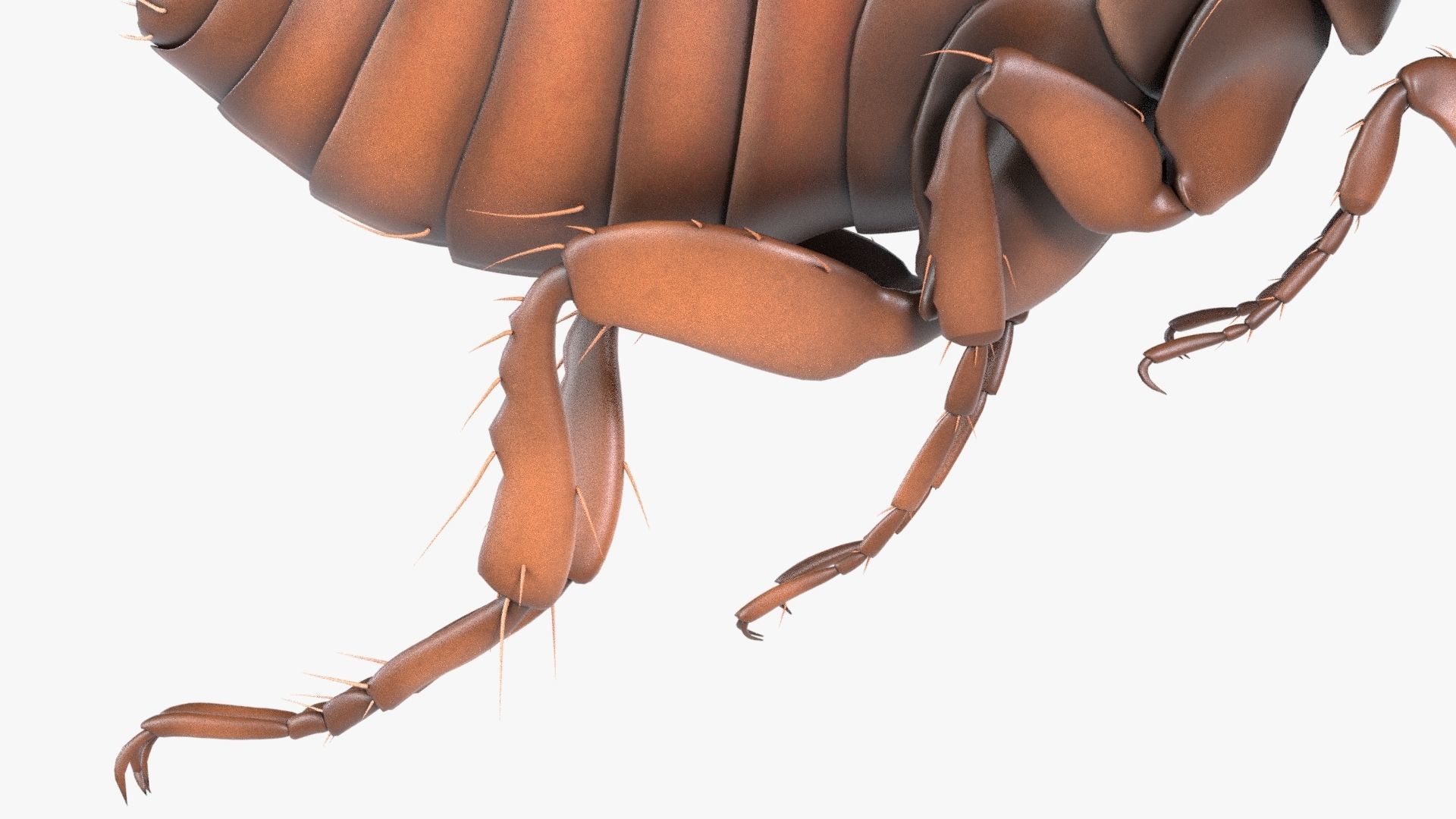 4K Textures Realistic Flea  Low-poly 3D model_10