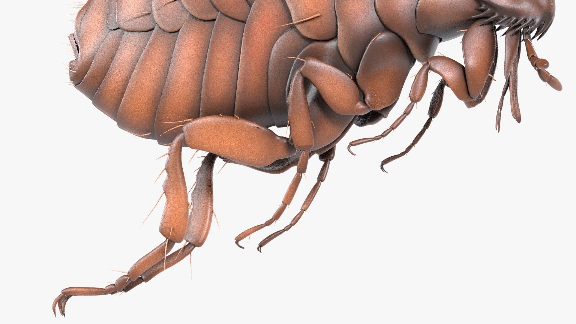 4K Textures Realistic Flea  Low-poly 3D model_9