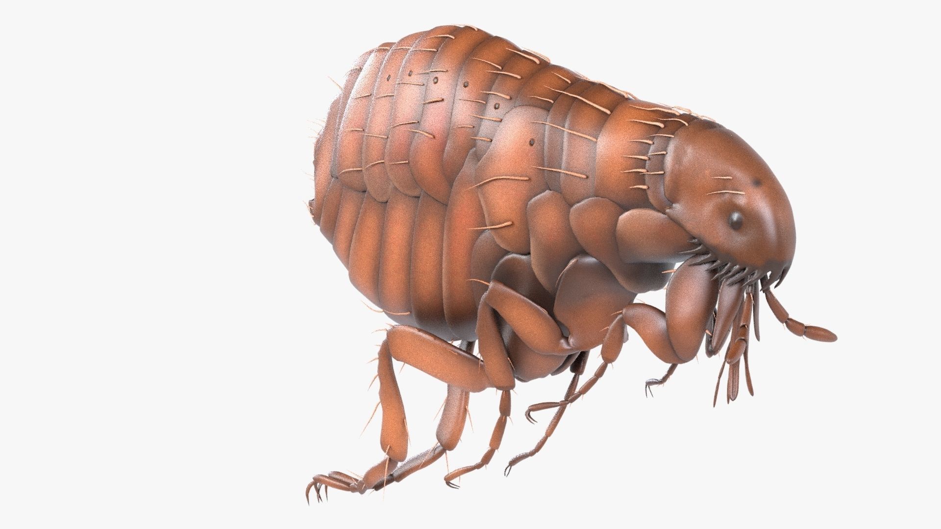 4K Textures Realistic Flea  Low-poly 3D model_3