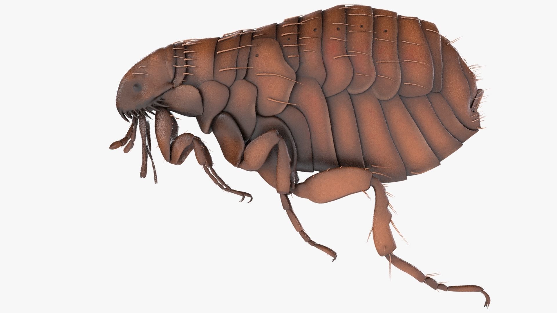 4K Textures Realistic Flea  Low-poly 3D model_5