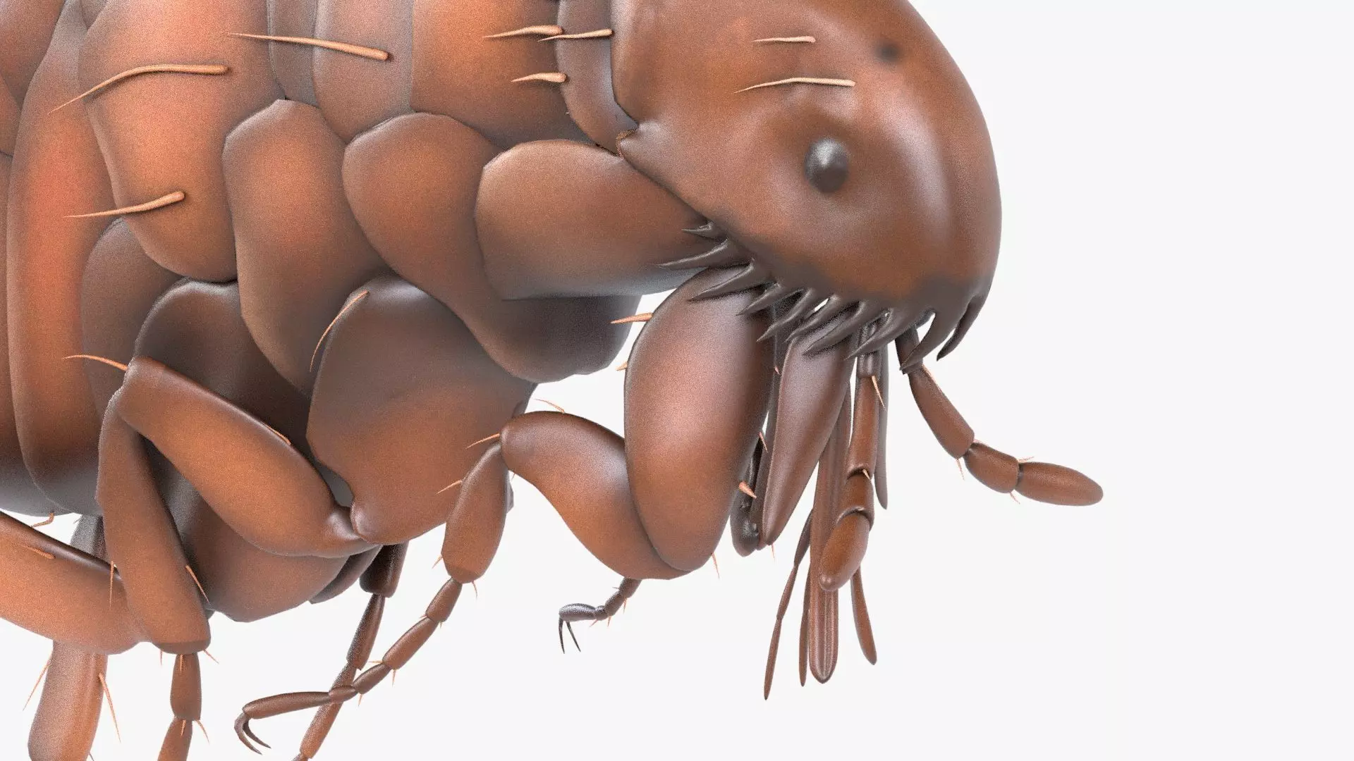 4K Textures Realistic Flea  Low-poly 3D model_0