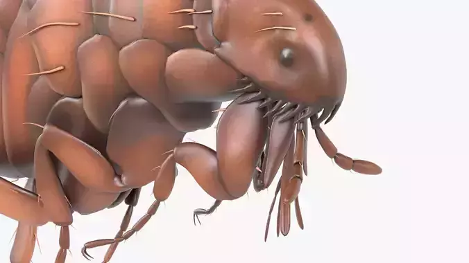 4K Textures Realistic Flea  Low-poly 3D model