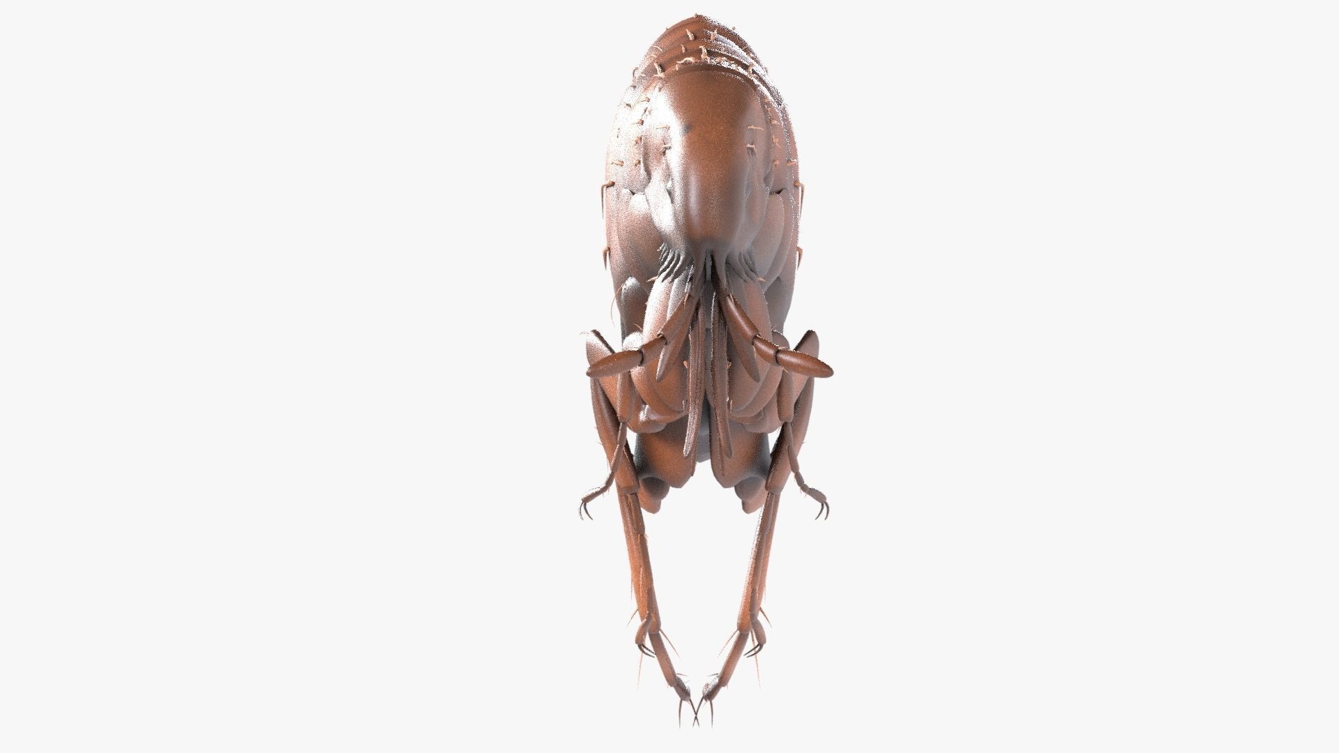 4K Textures Realistic Flea  Low-poly 3D model_4