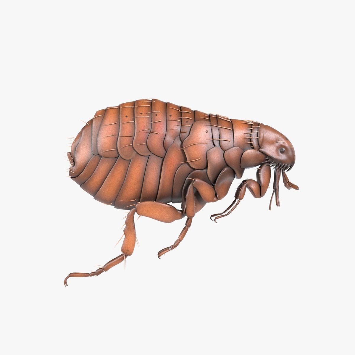 4K Textures Realistic Flea  Low-poly 3D model_13