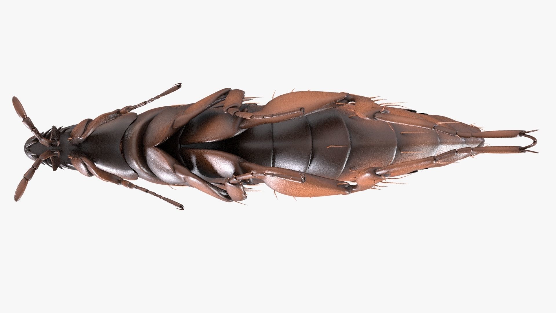 4K Textures Realistic Flea  Low-poly 3D model_7