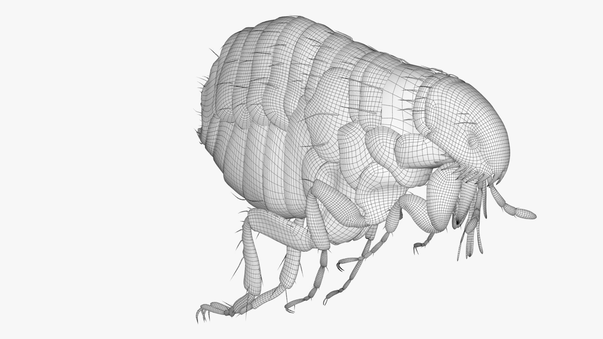 4K Textures Realistic Flea  Low-poly 3D model_2