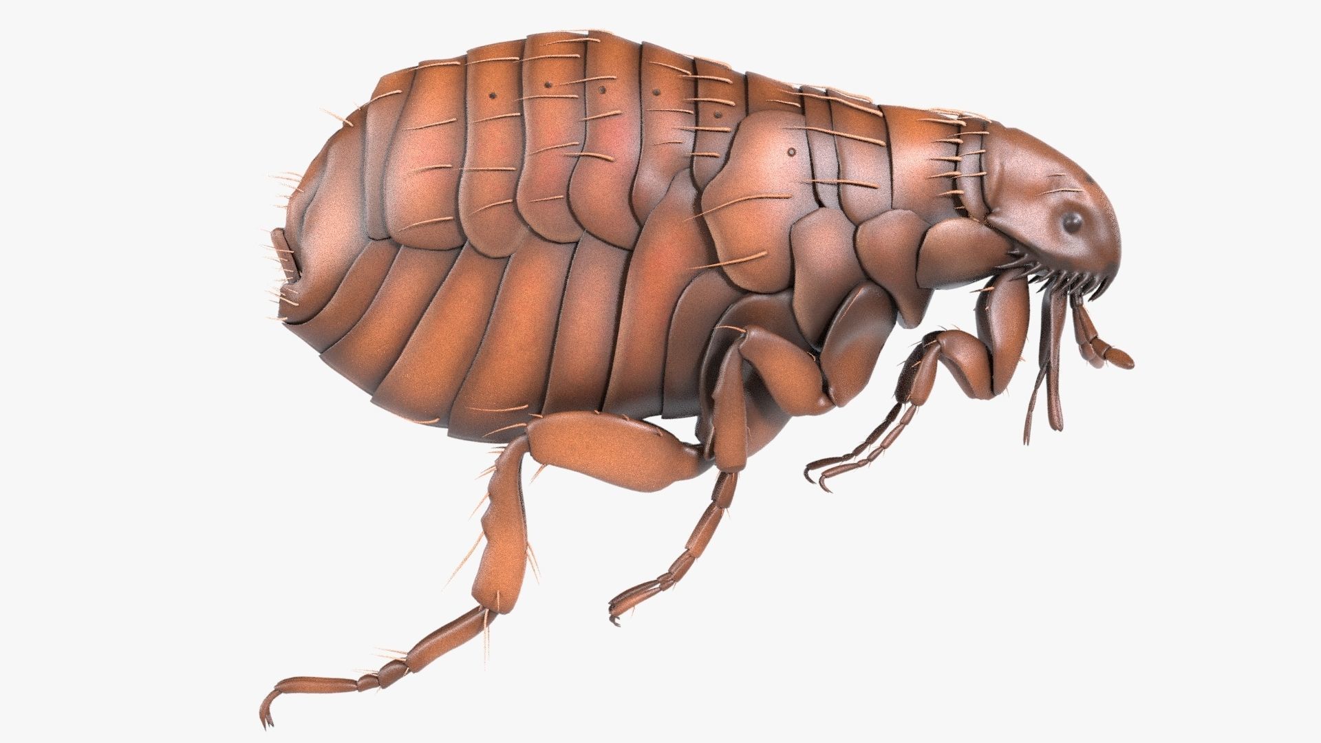 4K Textures Realistic Flea  Low-poly 3D model_1