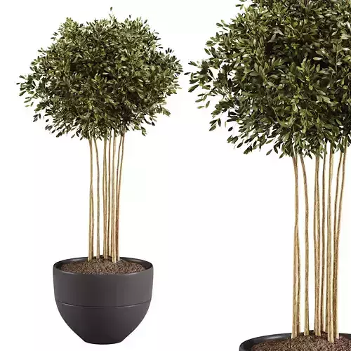 Indoor Plant 002 3D model