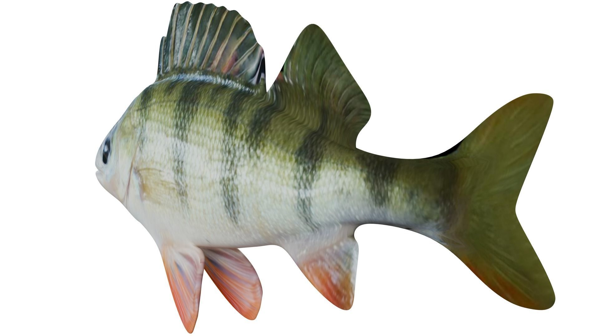 Bass Fish 3D model_2