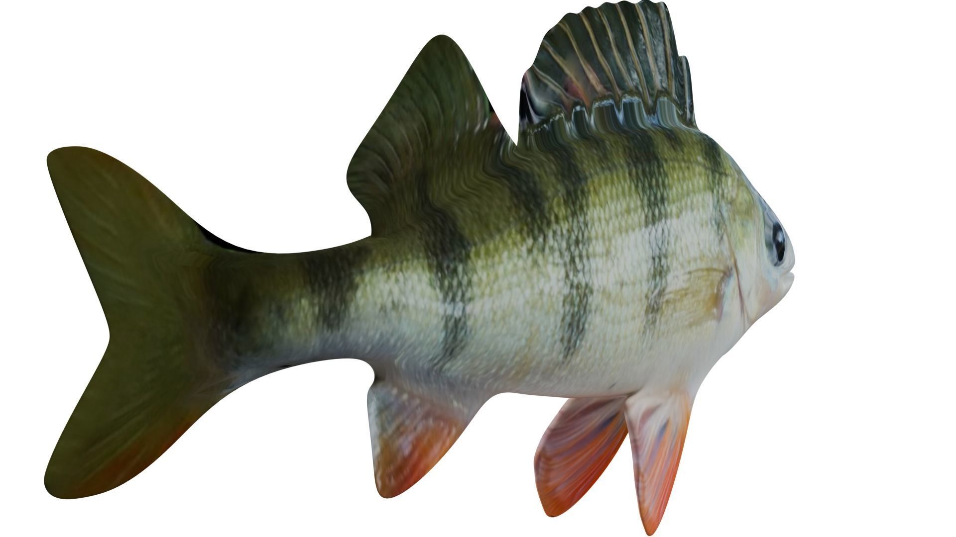 Bass Fish 3D model_4