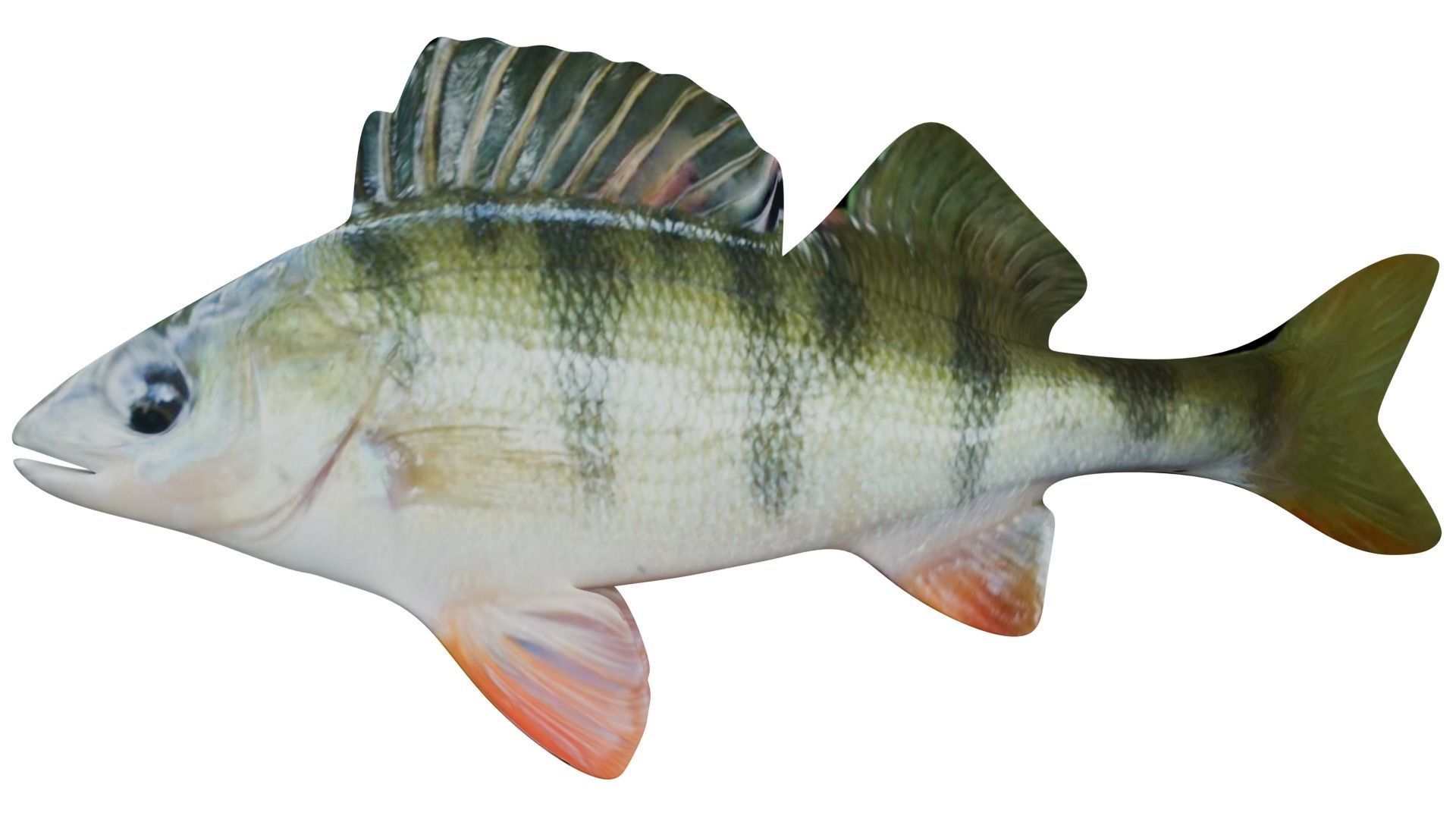Bass Fish 3D model_1