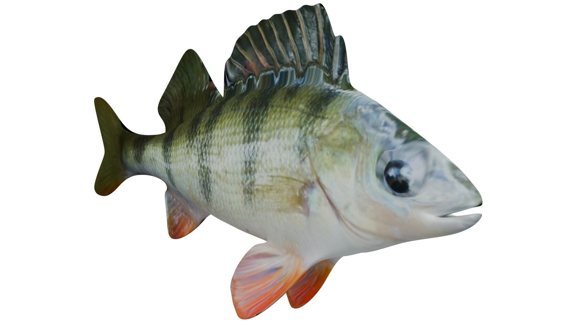 Bass Fish 3D model_7