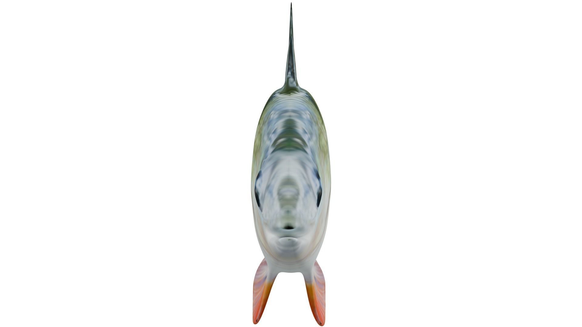 Bass Fish 3D model_6