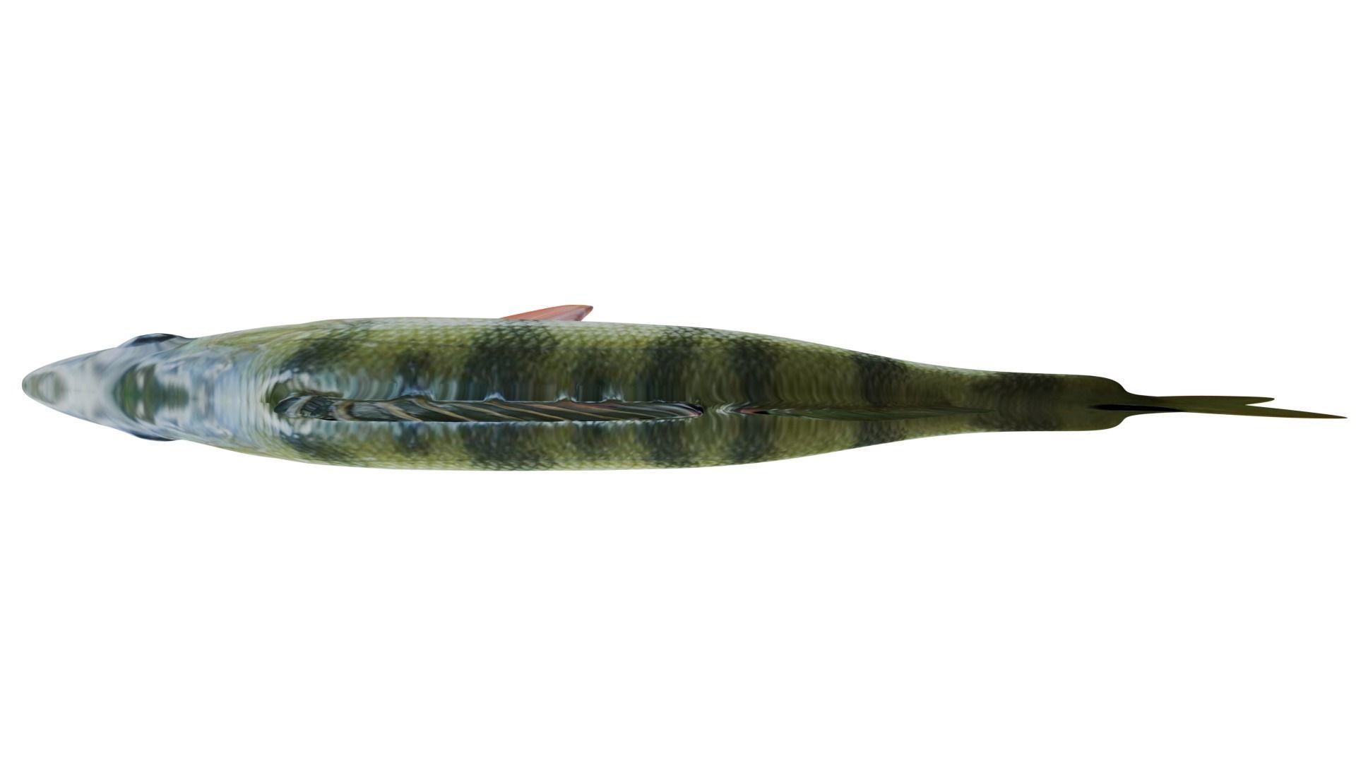 Bass Fish 3D model_8