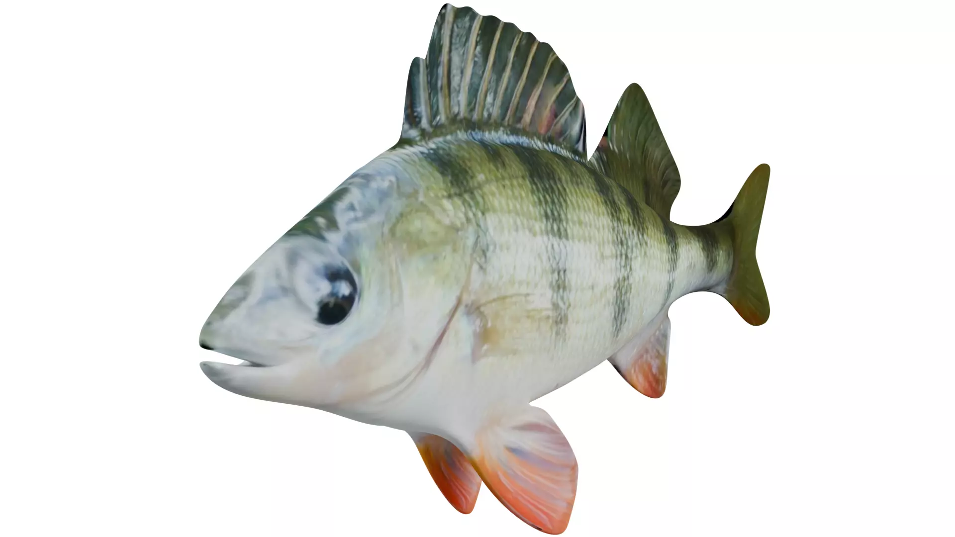 Bass Fish 3D model_0