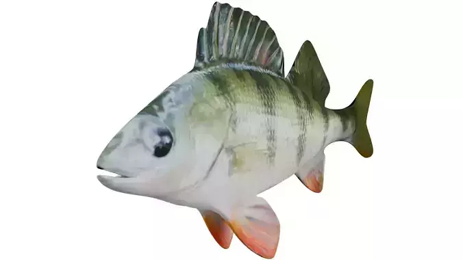 Bass Fish 3D model
