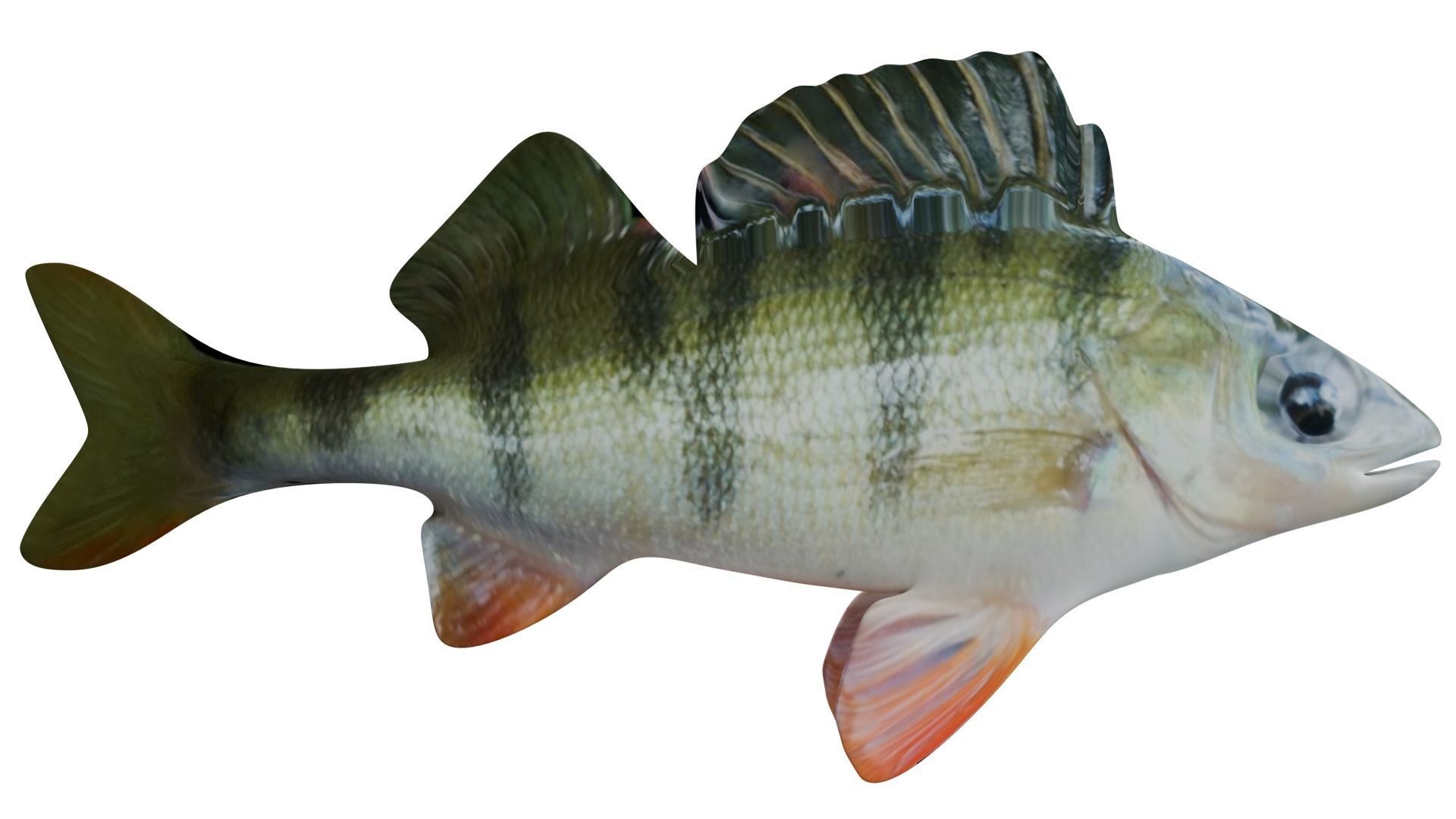 Bass Fish 3D model_5